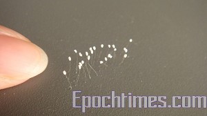 中国深圳的优昙婆罗花(大纪元).jpg